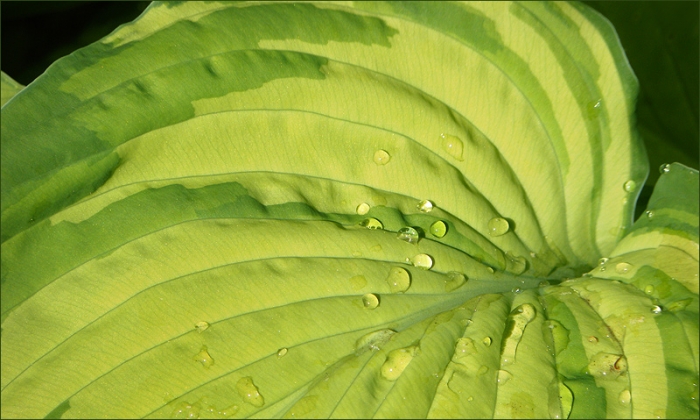 Maigrün mit Tautropfen