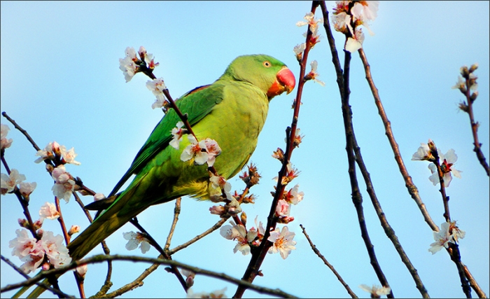 Papagei auf einem Blütenzweig