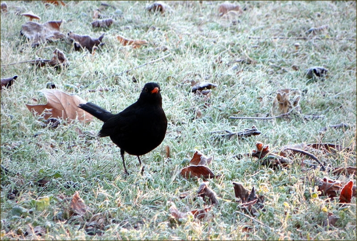 Amsel