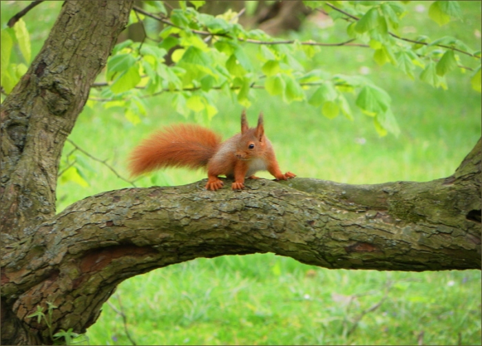 Junges Eichhörnchen