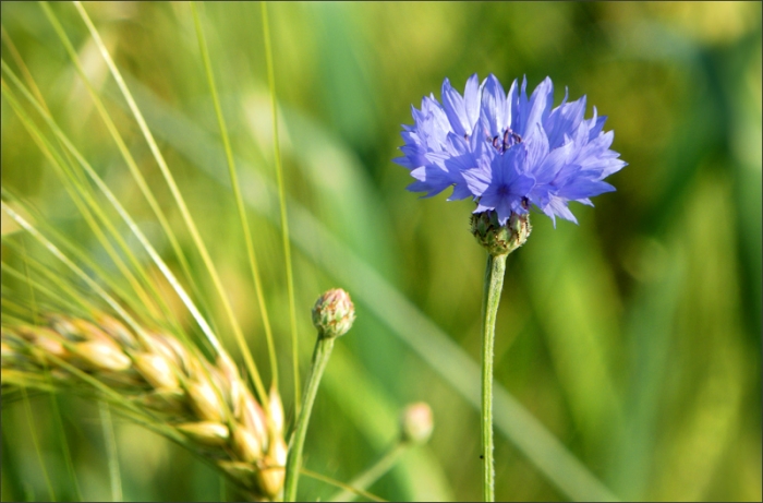 Kornblume