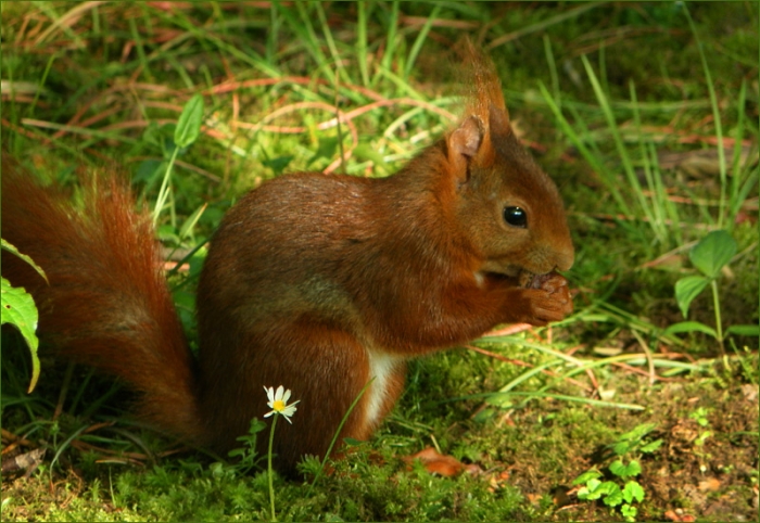 Eichhörnchen