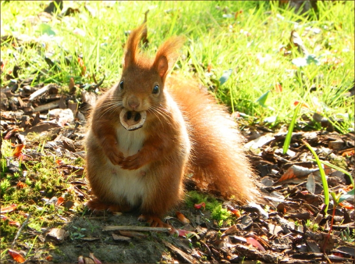 Eichhörnchen