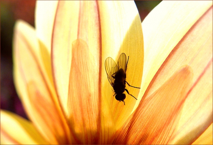 Fliege