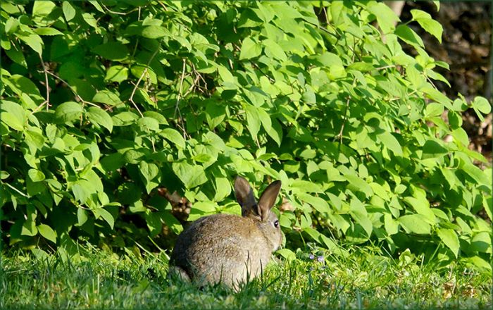 Junges Wildkaninchen