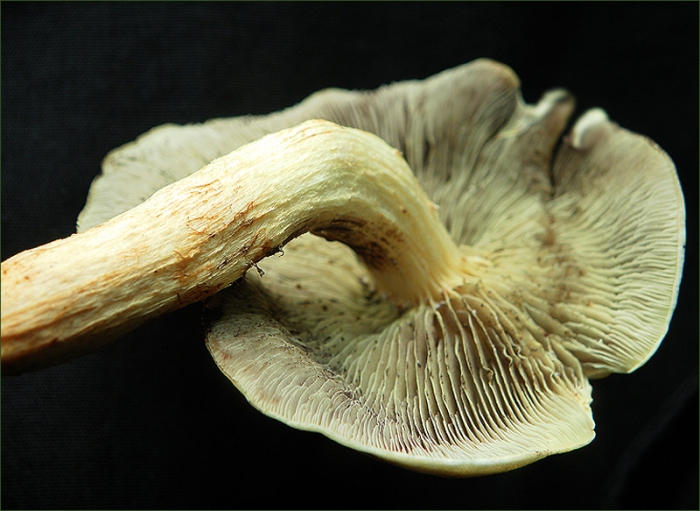 Pilz
