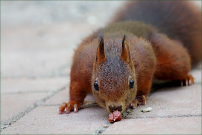 Das Eichhörnchen beschnubbert eine Nuss