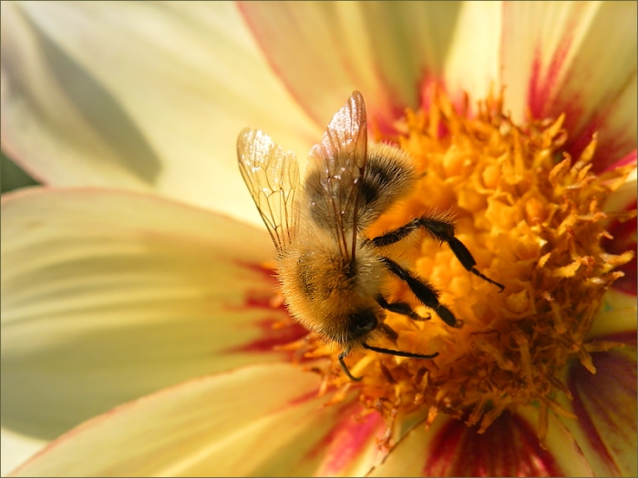 Hummel