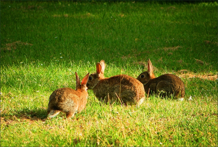 Drei Wildkaninchen
