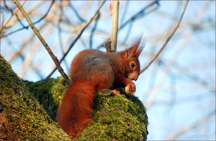 Eichhörnchen