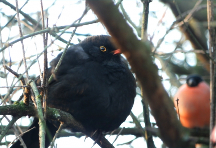 Amsel
