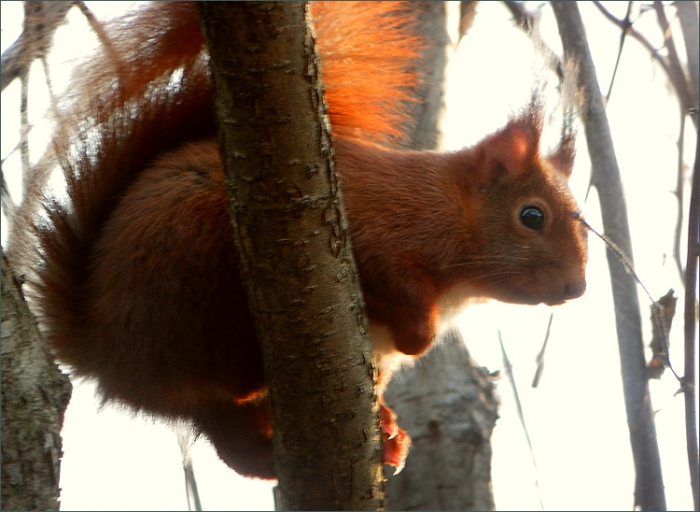 Eichhörnchen