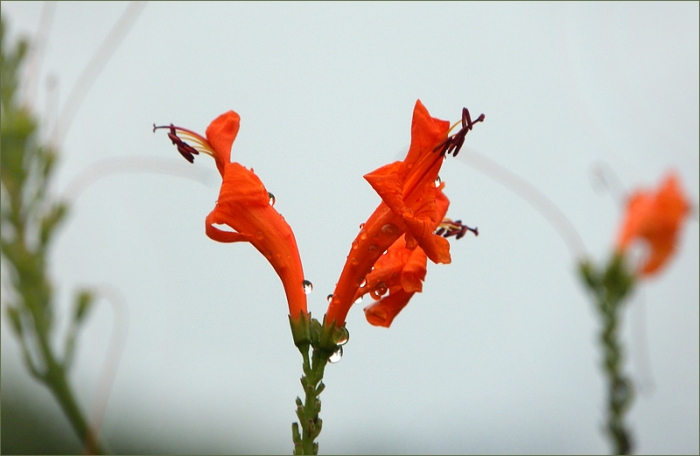 Blüten