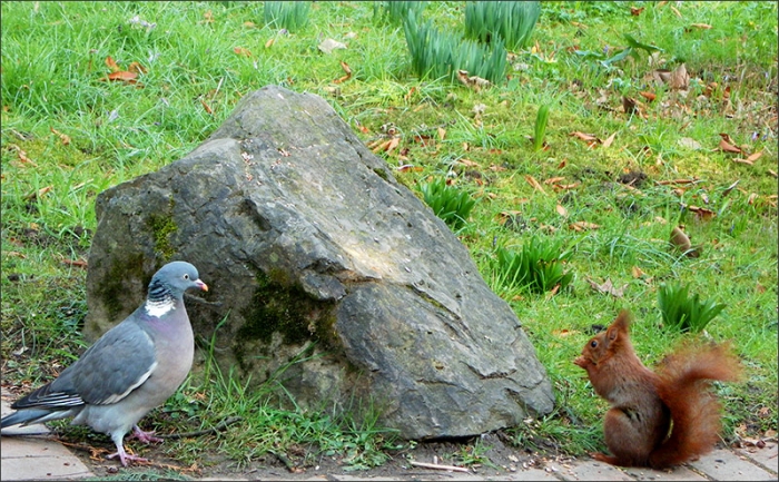 Die Taube beobachtet ein Eichhoernchen