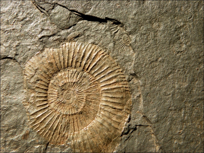 Versteinerter Ammonit