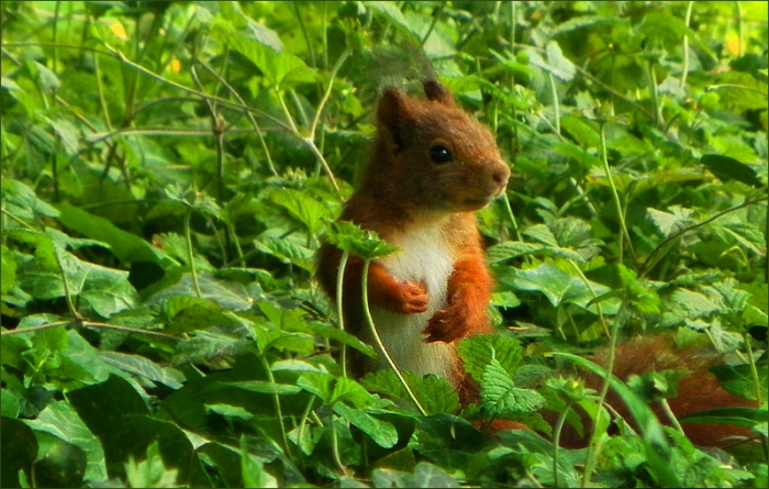 Eichhörnchen im Maigrün