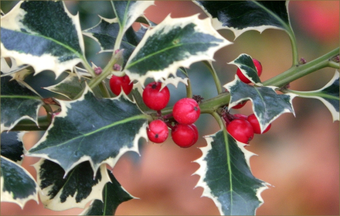 Beeren der Stechpalme