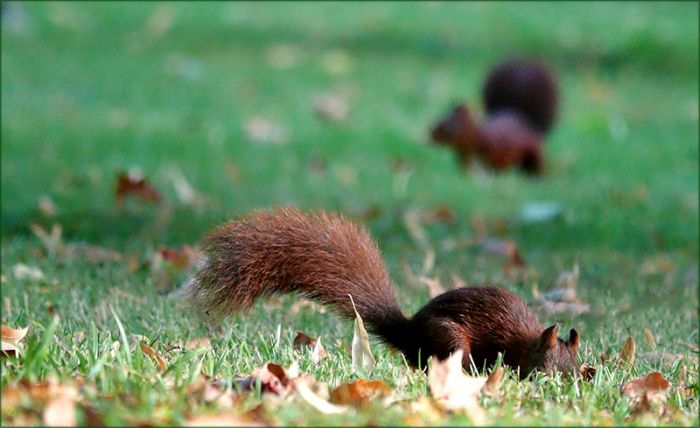 Zwei Eichhörnchen auf herbstlicher Wiese