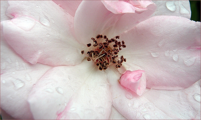 Rose mit Regentropfen