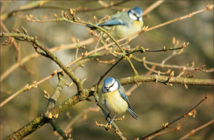 Zwei Blaumeisen