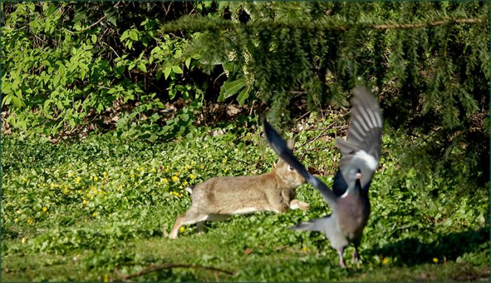 Wildkaninchen und Taube