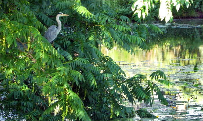 Fischreiher am Waldsee