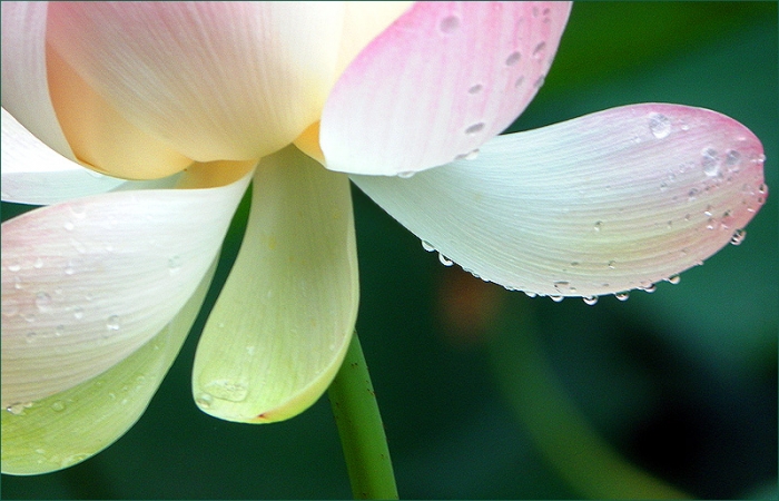 Lotosblume