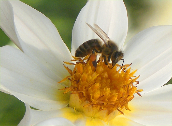 Biene auf einer Dahlie