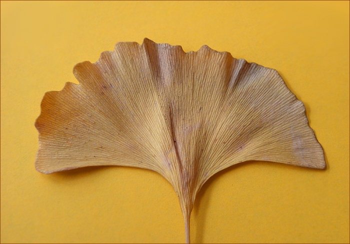 Ginkgoblatt
