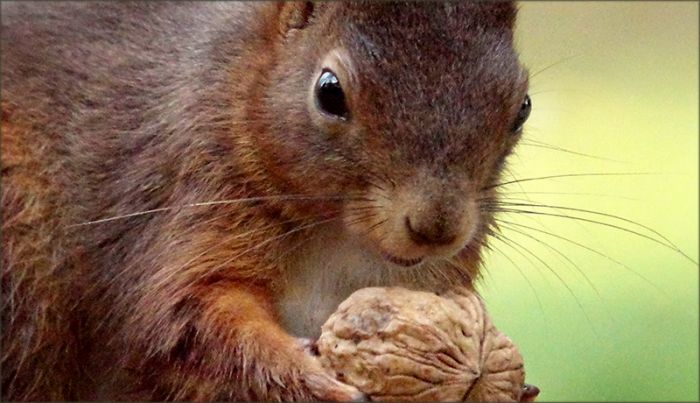 Eichhörnchen mit Walnuss