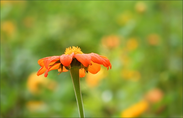 Blüte mit Morgentau