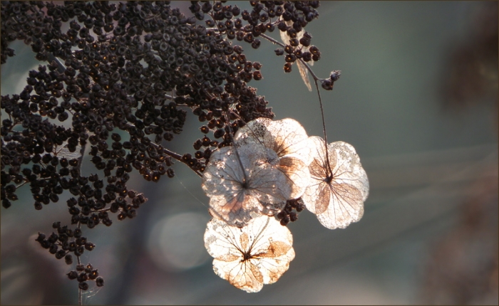 Vertrocknete Hortensienblueten