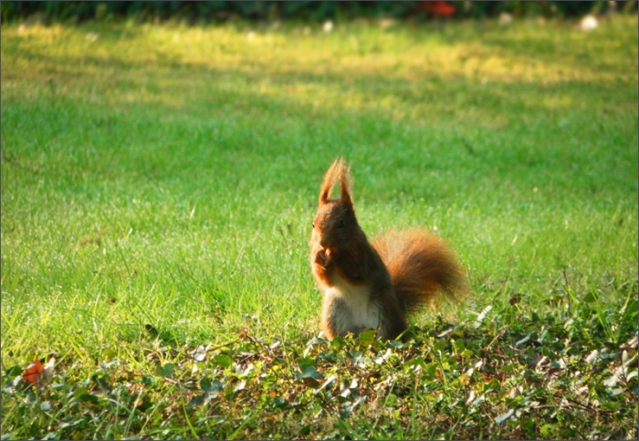 Eichhörnchen