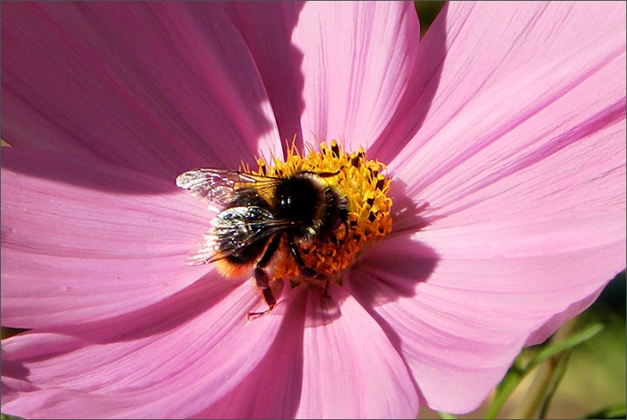 Hummel in einer Cosmea