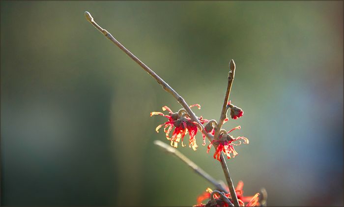 Blüten der Zaubernuss im Februar