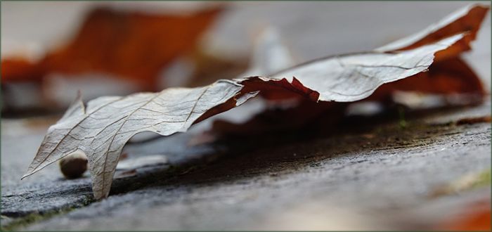 Gefallenes Blatt