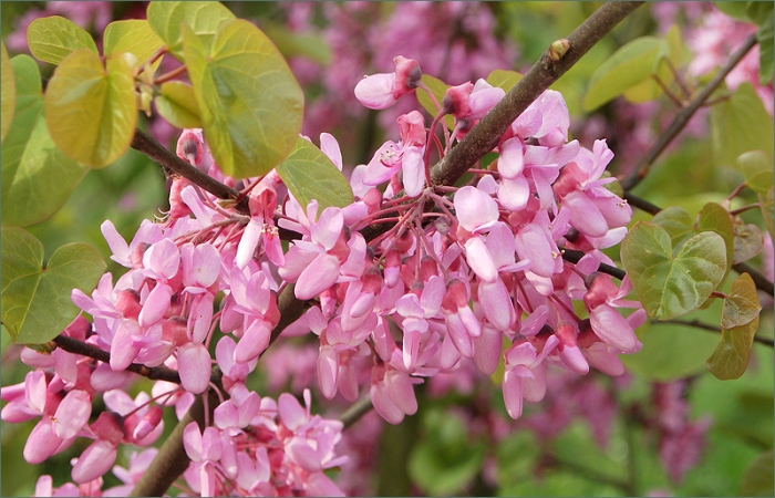 Blüten am Judasbaum