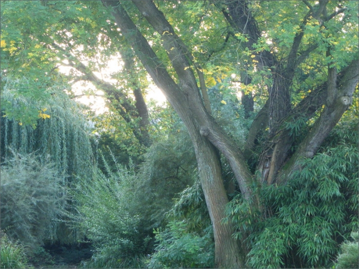 Alte Bäume