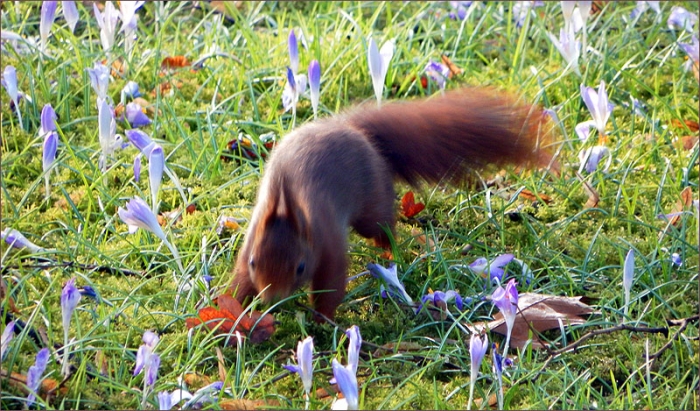 Eichhörnchen und Krokusse