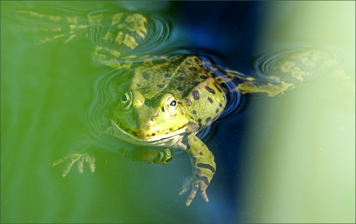 Wasserfrosch
