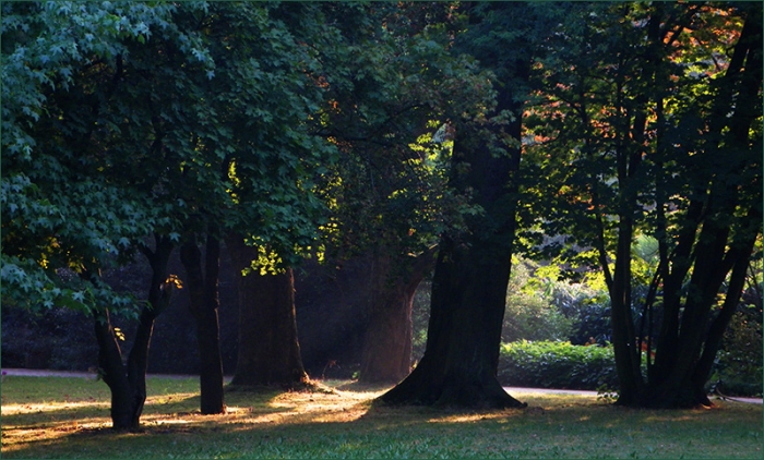 Morgensonne zwischen Bäumen