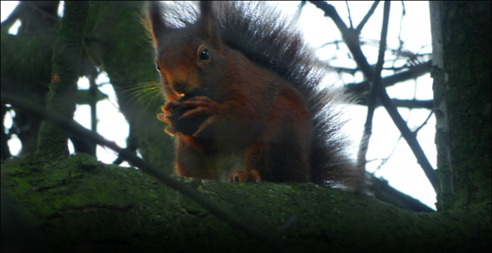 Eichhörnchen