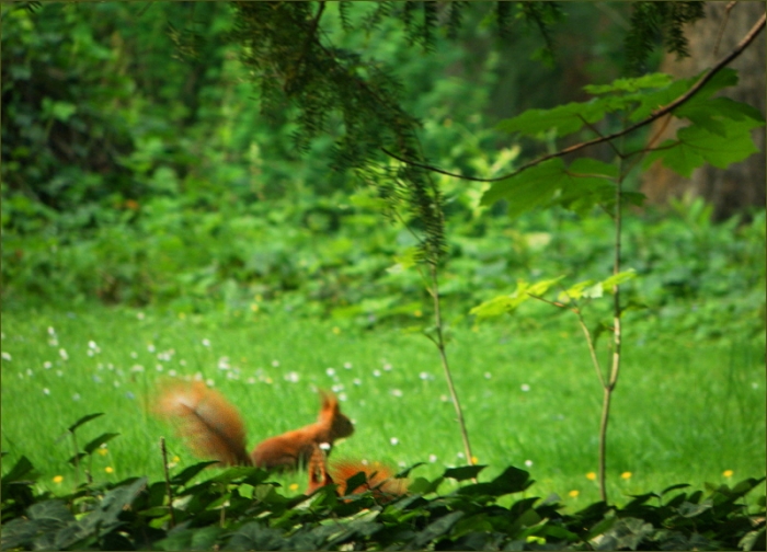 Zwei Eichhörnchen
