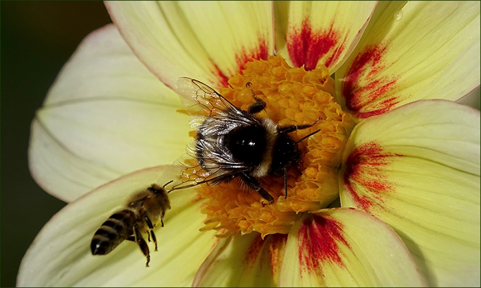 Dahlie mit Biene und Hummel
