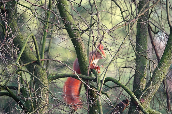 Eichhörnchen im Geäst