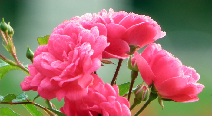 Rosen mit Morgentau