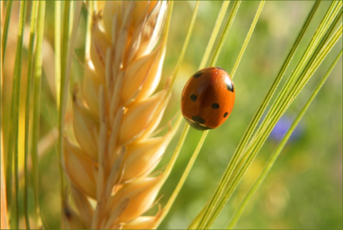 Marienkäfer