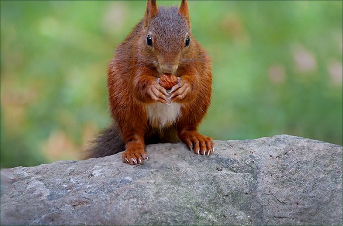 Eichhörnchen futtert eine Nuss