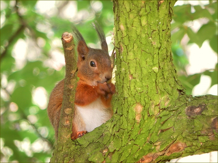 Junges Eichhörnchen