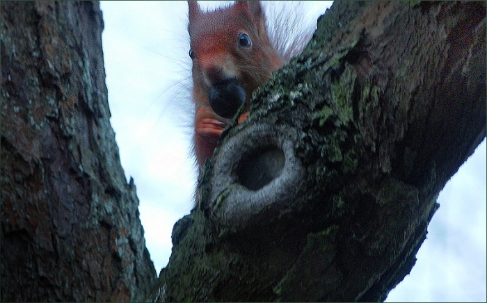 Eichhörnchen mit einer Nuss